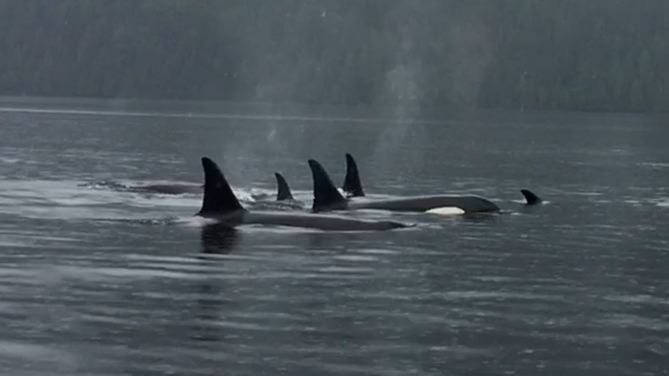 Orca pod in Southeast Alaska