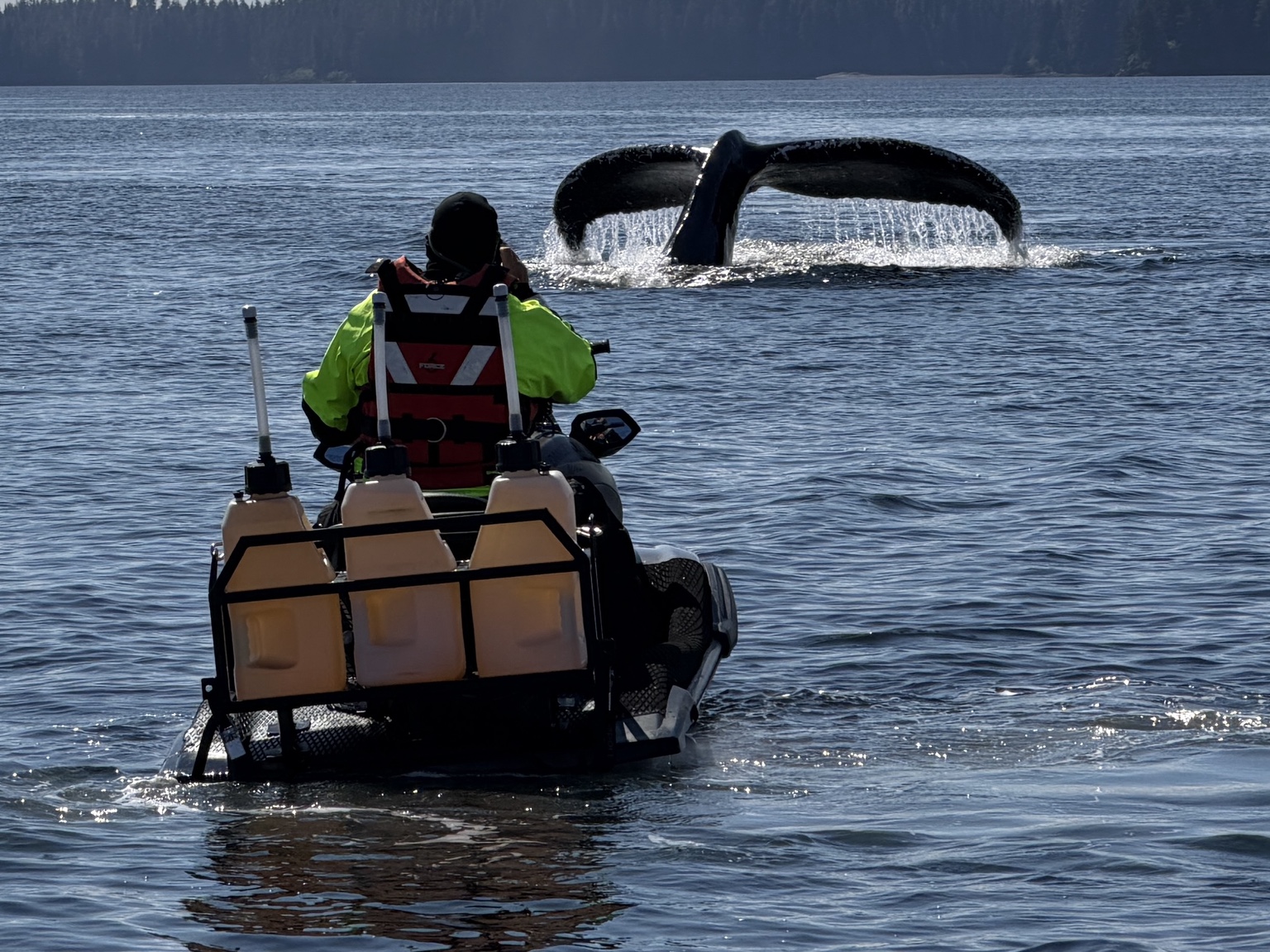 Humpback whale tail near a guided jet ski tour